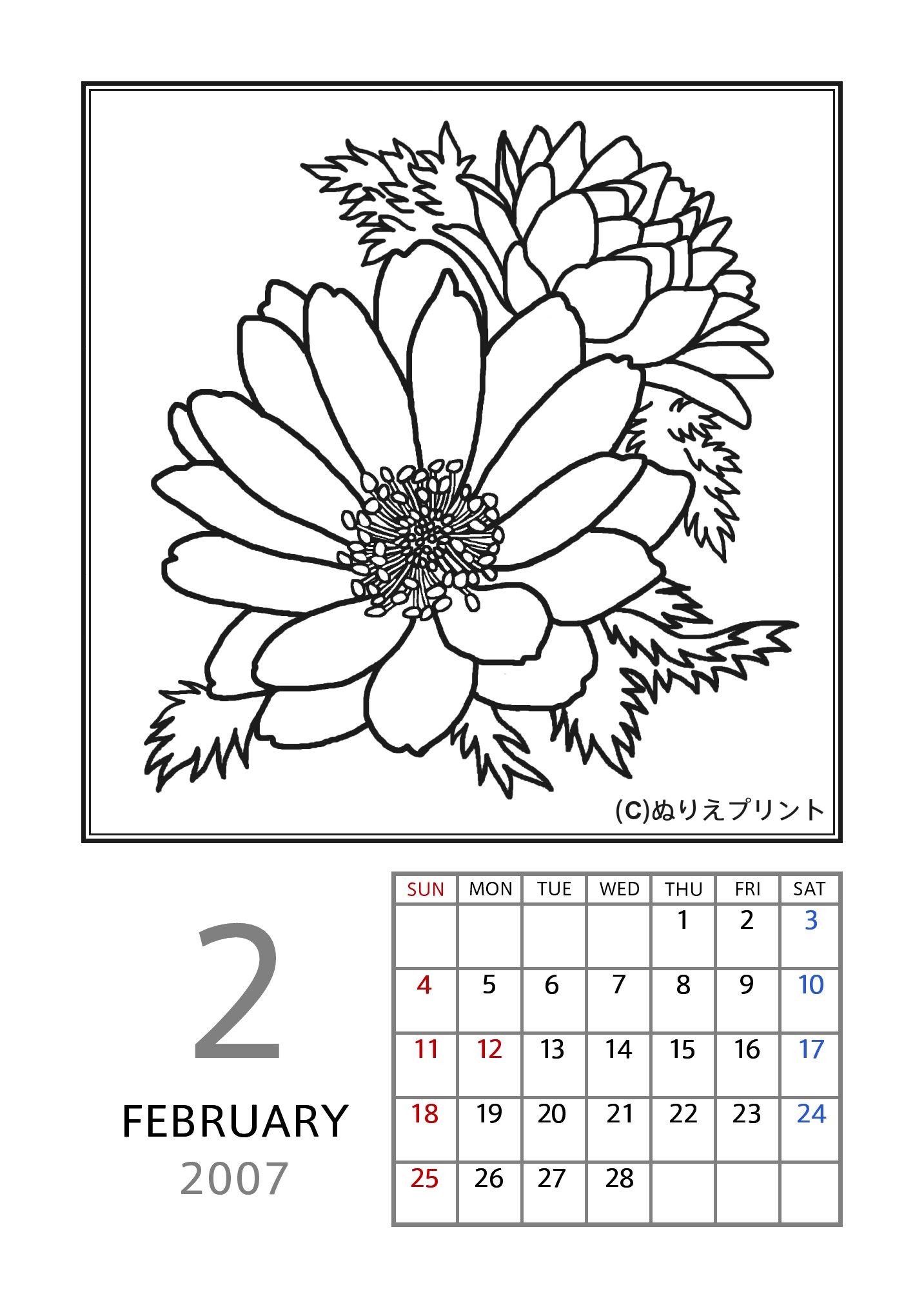 無料の塗り絵 花のぬりえカレンダー07 平成19年 2月 フクジュソウ 福寿草 ぬりえイラスト