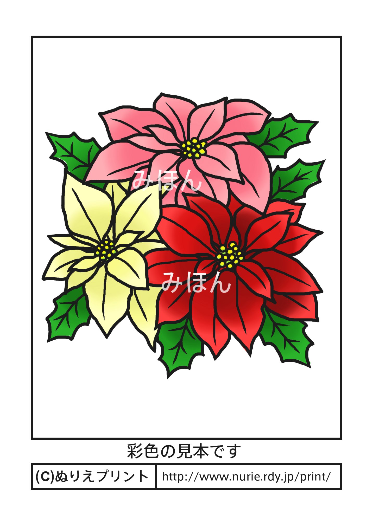 ポインセチア(彩色見本)/冬・クリスマスの花/無料塗り絵イラスト【ぬりえプリント】